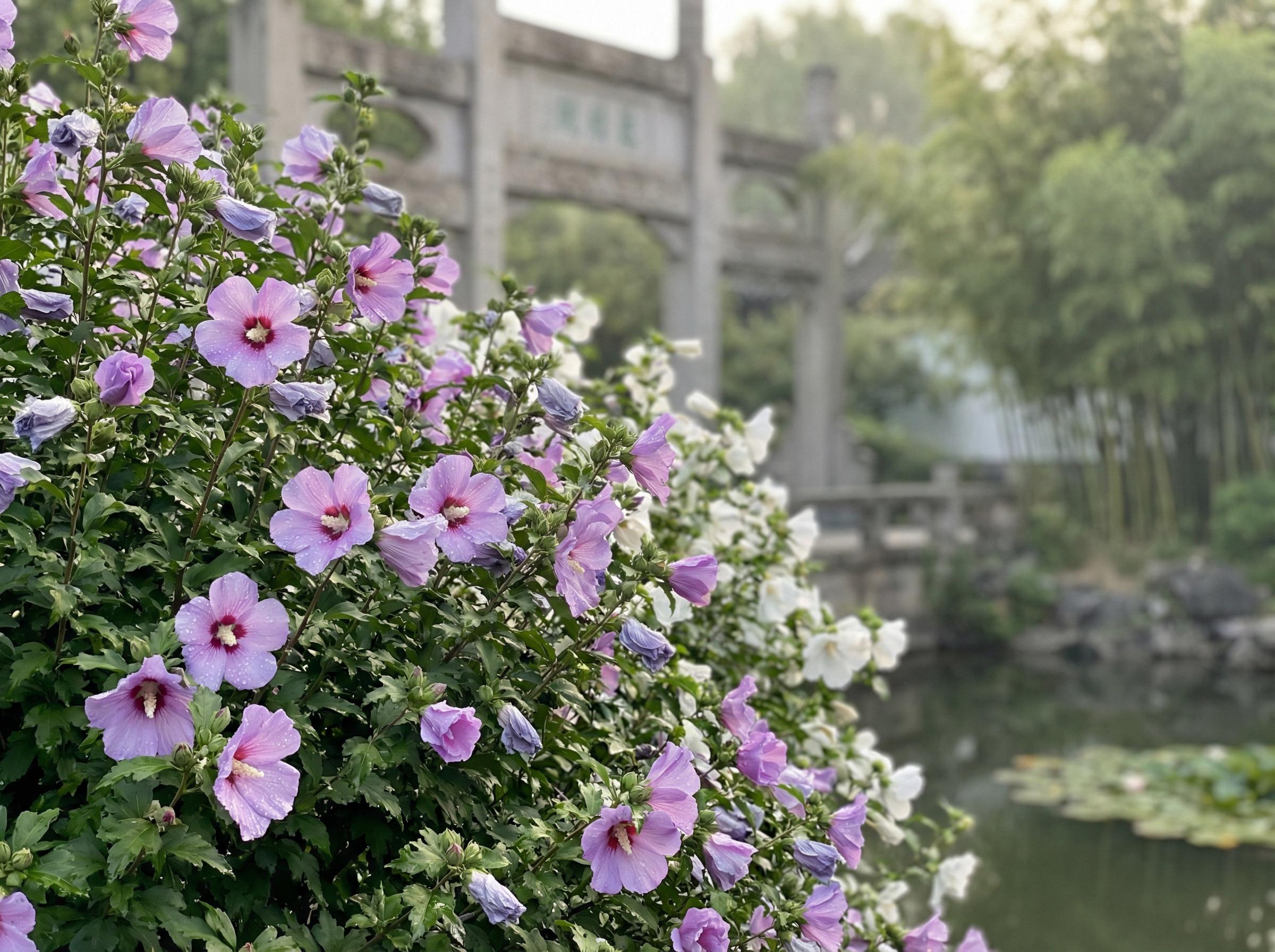 抖阴抖阴花卉：木槿花开四季视频记录